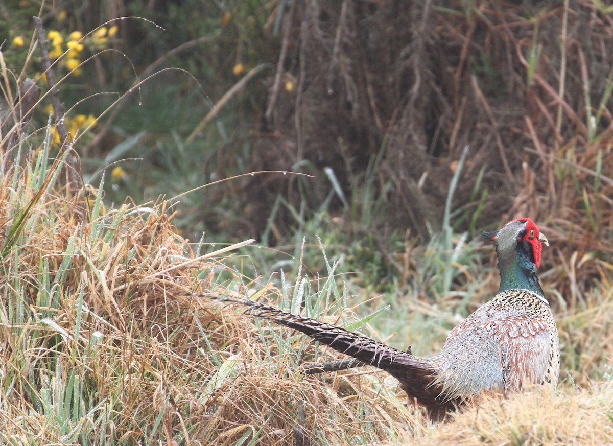 Ring-necked Pheasant - ML212236391