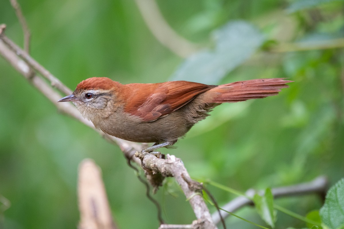 Rusty-backed Spinetail - ML212237381