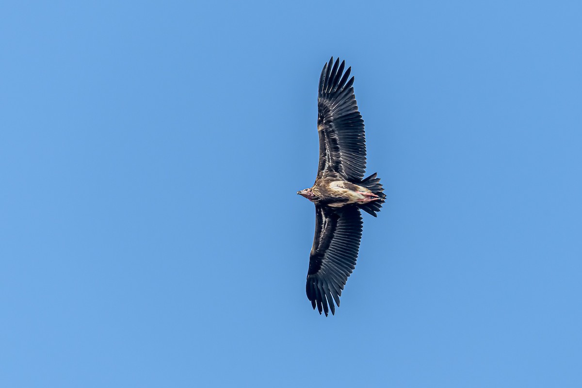 Red-headed Vulture - ML212238331