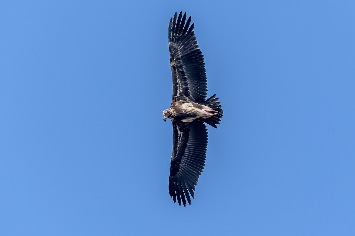 Red-headed Vulture - Nitin Chandra