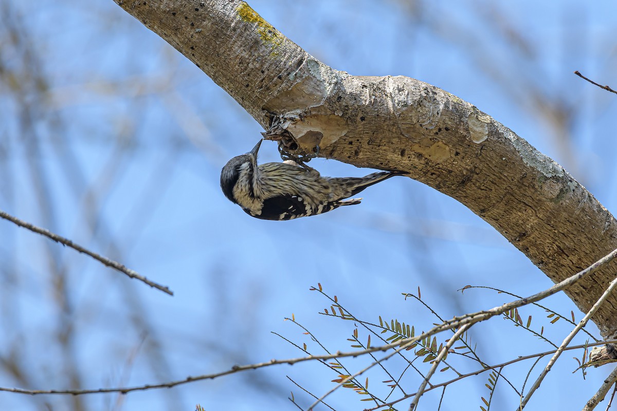 Brown-capped Pygmy Woodpecker - Nitin Chandra
