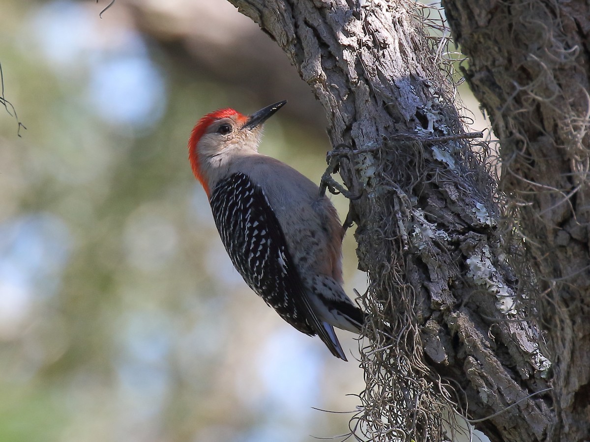 Red-bellied Woodpecker - ML212240361