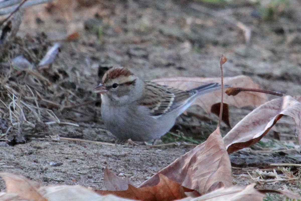 Chipping Sparrow - ML21225091