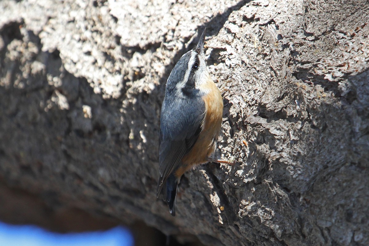Red-breasted Nuthatch - ML21225161