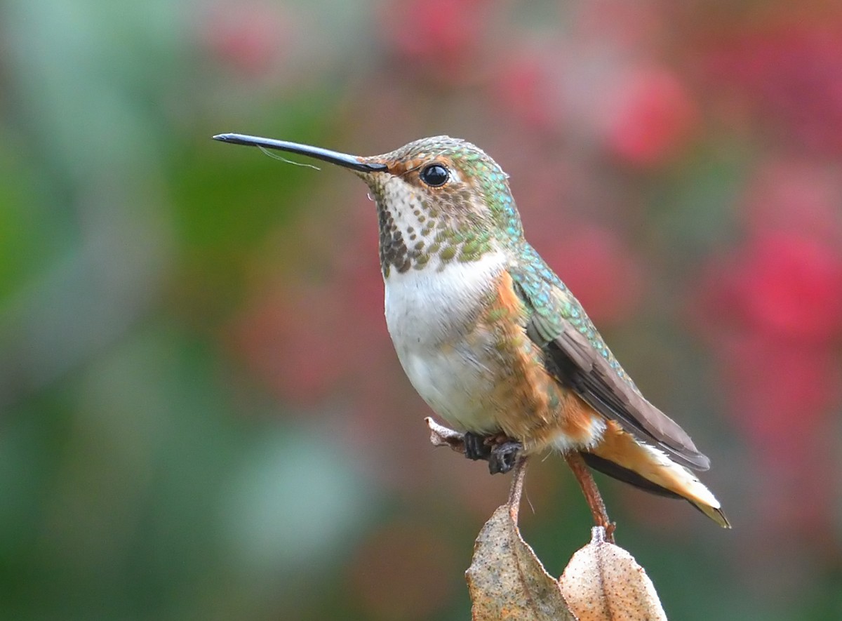 Allen's Hummingbird - Jerry Ting