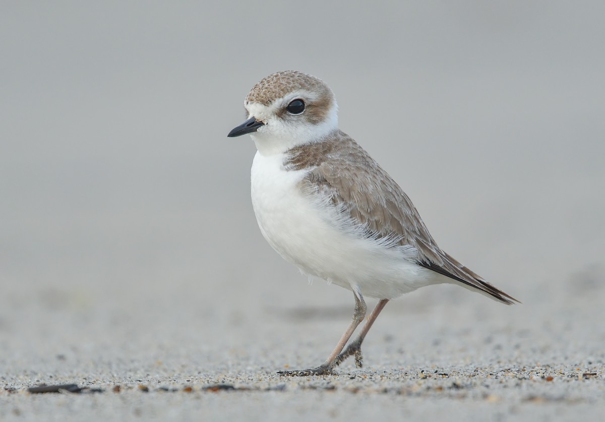 Snowy Plover - Jerry Ting