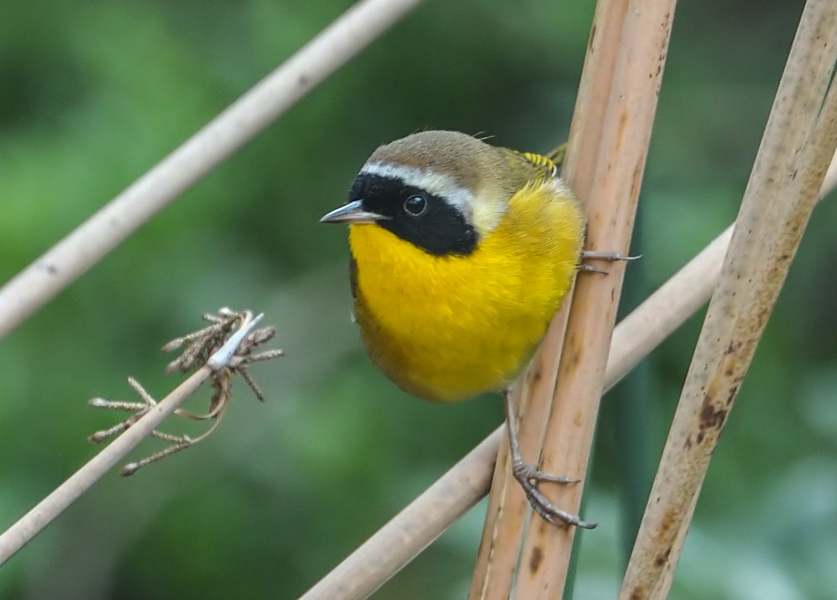 Common Yellowthroat - Jerry Ting