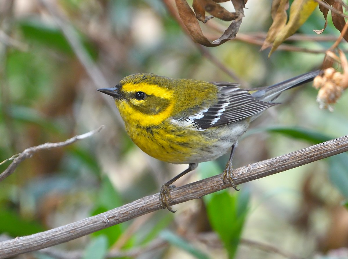 Townsend's Warbler - Jerry Ting