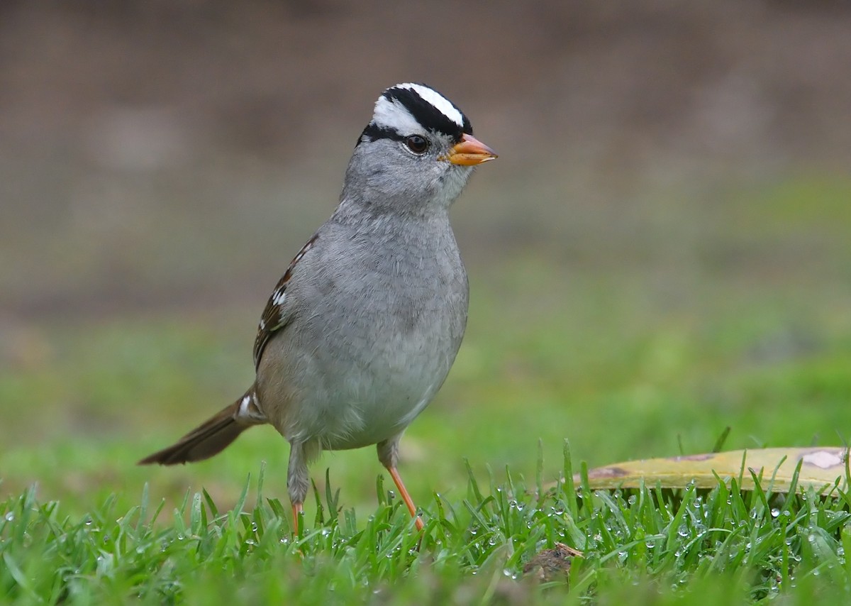 White-crowned Sparrow (Gambel's) - Jerry Ting