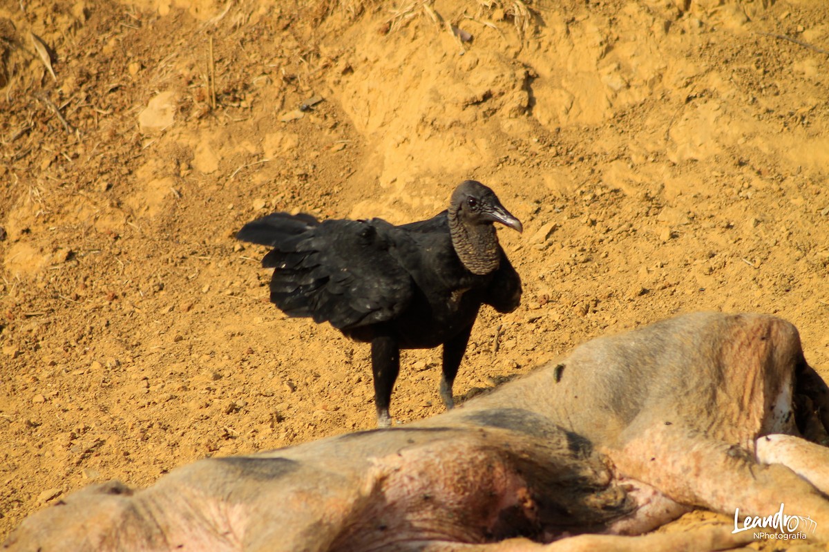 Black Vulture - Leandro Niebles Puello