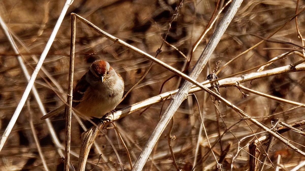 American Tree Sparrow - Ralph Miner