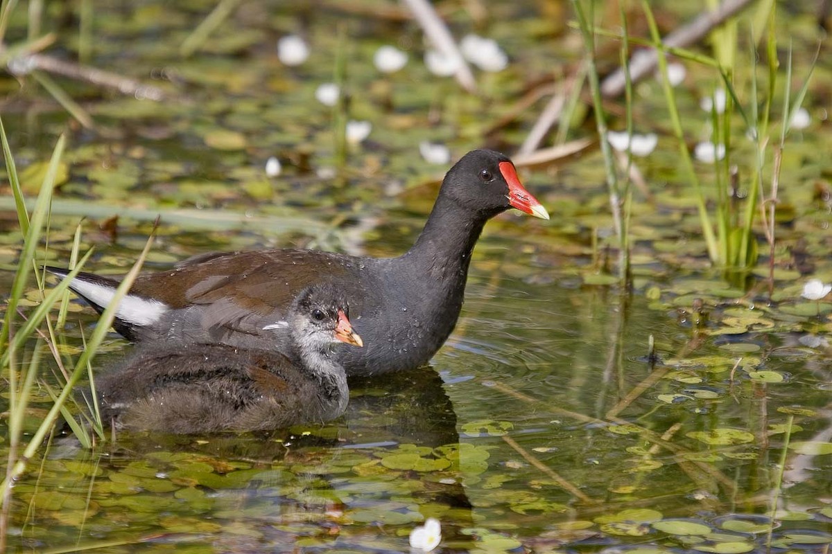 Common Gallinule - Yves Gauthier (Mtl)