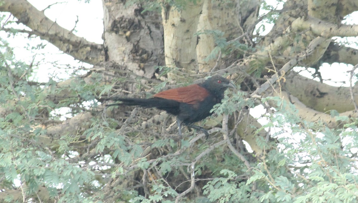 Greater Coucal - ML21226741