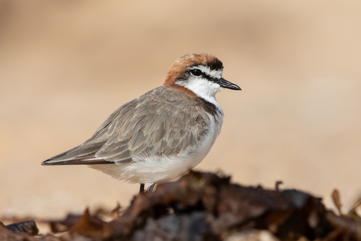 Red-capped Plover - ML212267571