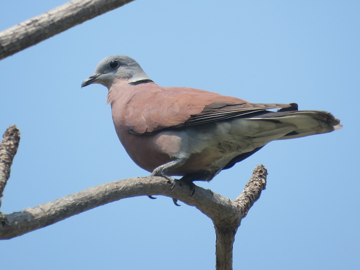 Red Collared-Dove - ML212267601