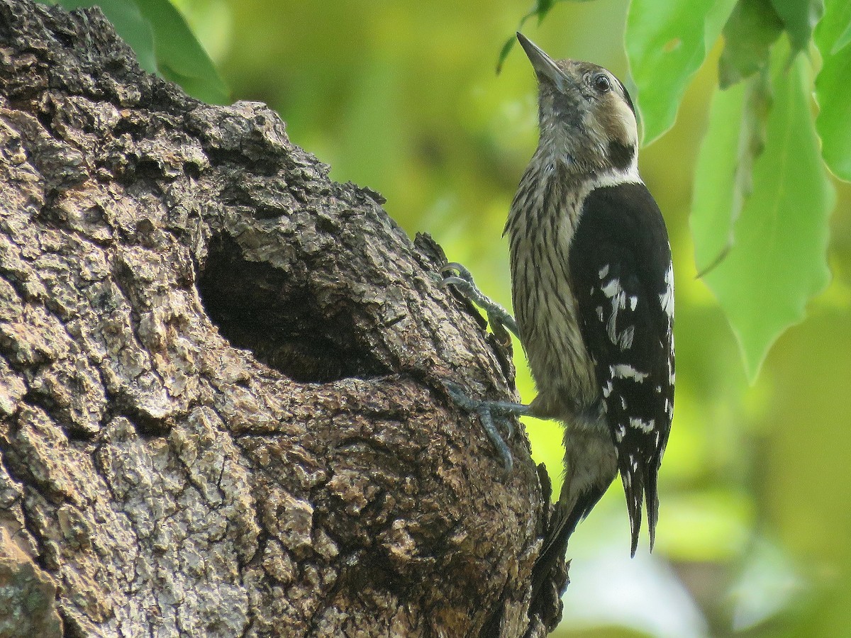 Gray-capped Pygmy Woodpecker - ML212267841