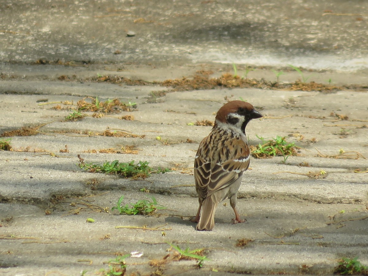 Eurasian Tree Sparrow - ML212268201