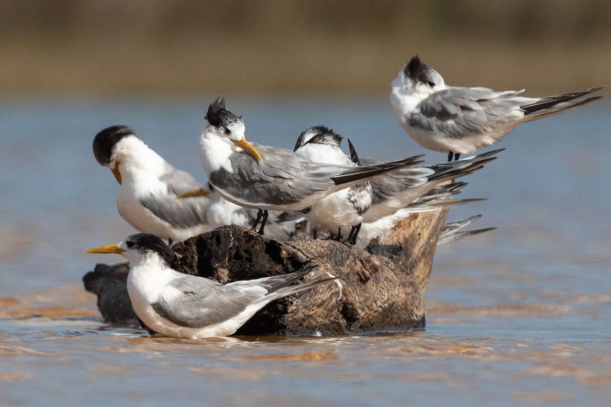 Great Crested Tern - ML212268761