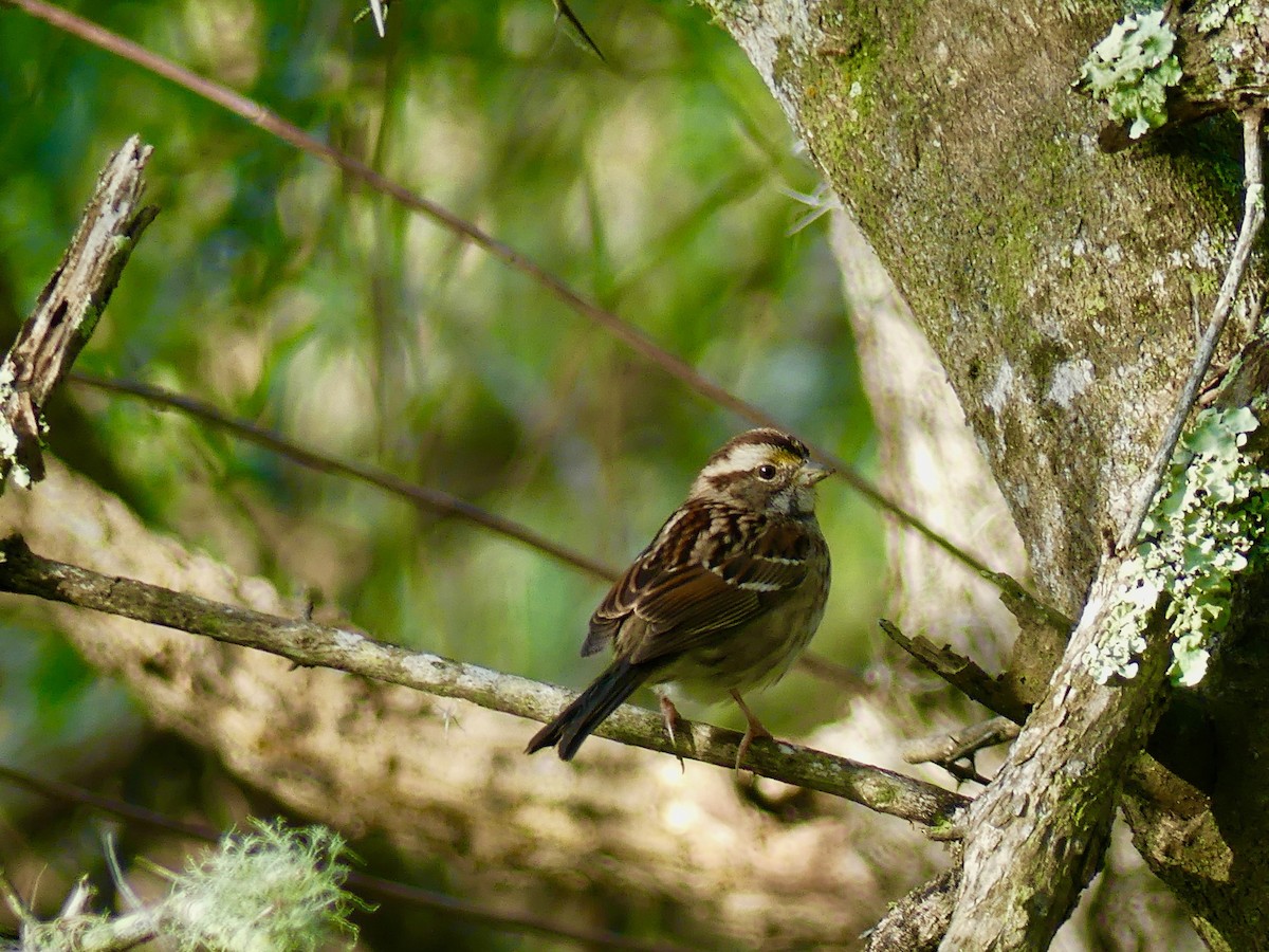 White-throated Sparrow - Cindy Olson