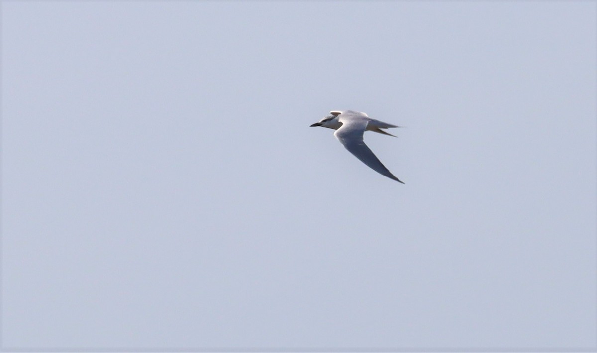 Gull-billed Tern - Adam Kent