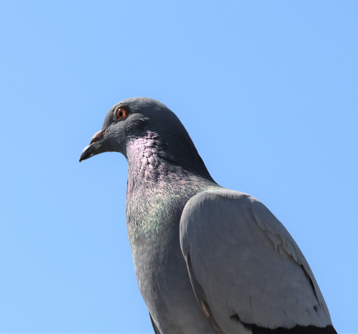 Rock Pigeon (Feral Pigeon) - ML212271861