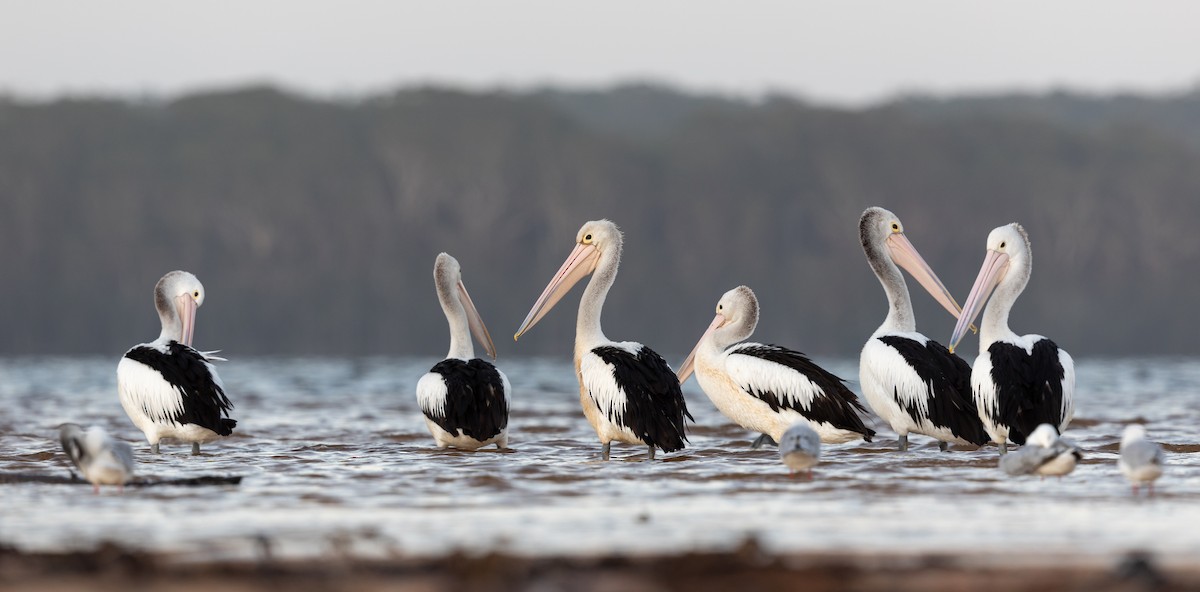 pelikán australský - ML212273361
