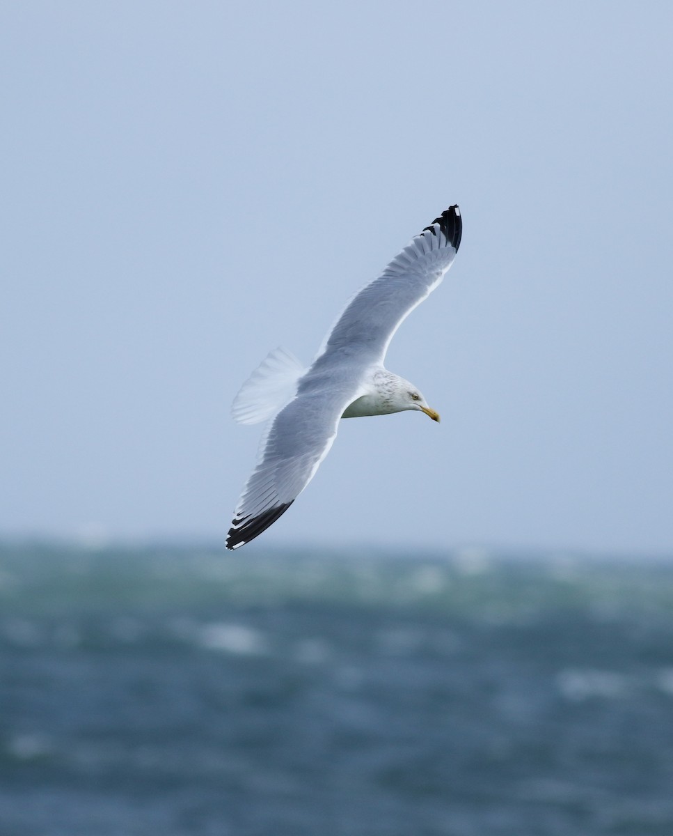 Herring Gull (American) - ML212273601