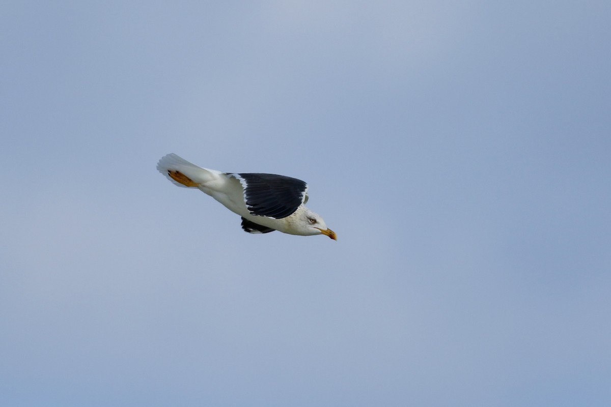 Lesser Black-backed Gull (graellsii) - Sky Kardell