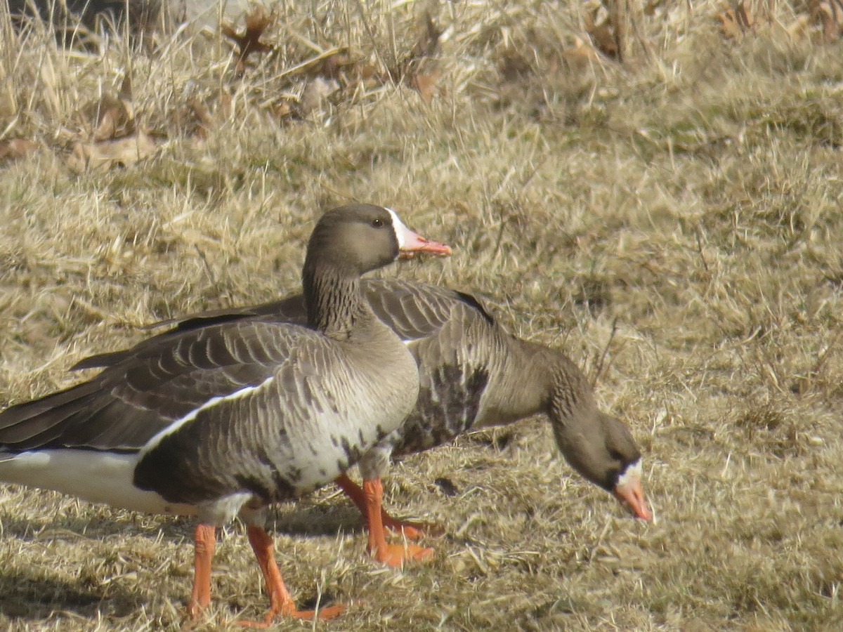 Greater White-fronted Goose (Western) - ML212275801
