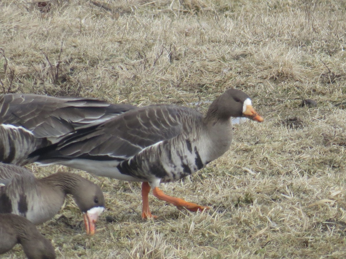 Greater White-fronted Goose (Western) - ML212275861