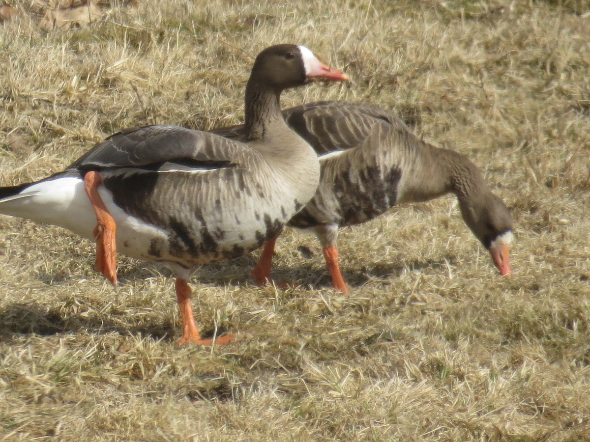 Greater White-fronted Goose (Western) - ML212275881