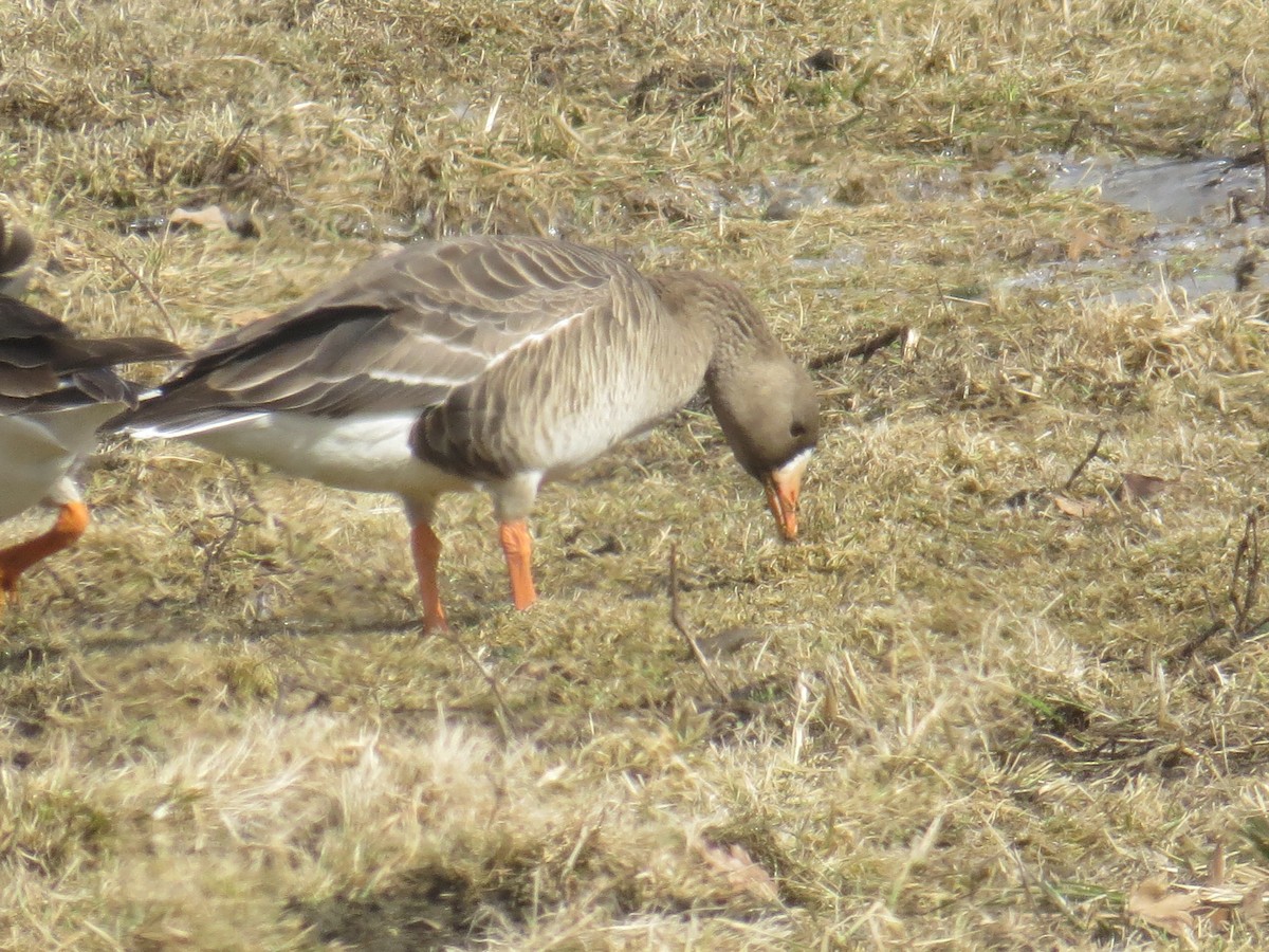 Greater White-fronted Goose (Western) - ML212276001