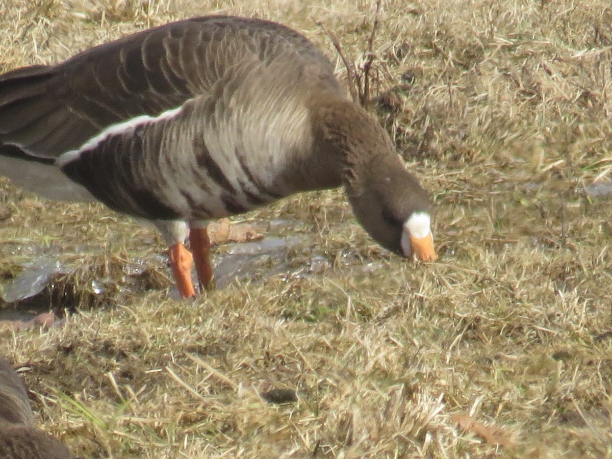 Greater White-fronted Goose (Western) - ML212276101