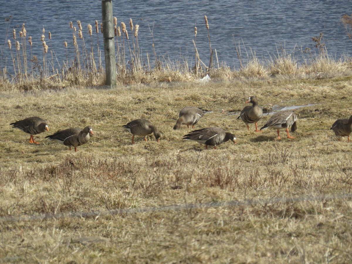 Greater White-fronted Goose (Western) - ML212276201