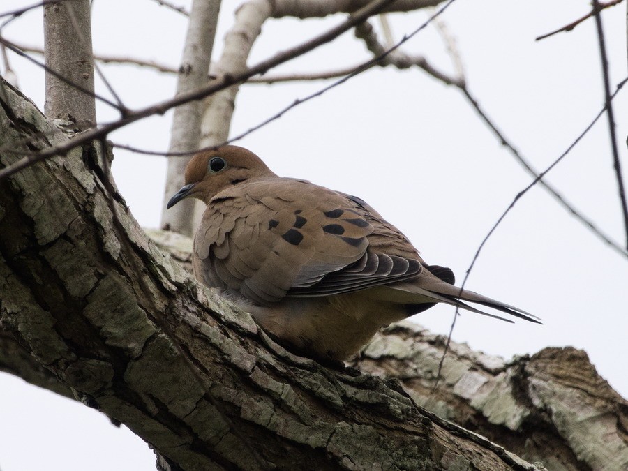 Mourning Dove - Mark Terry