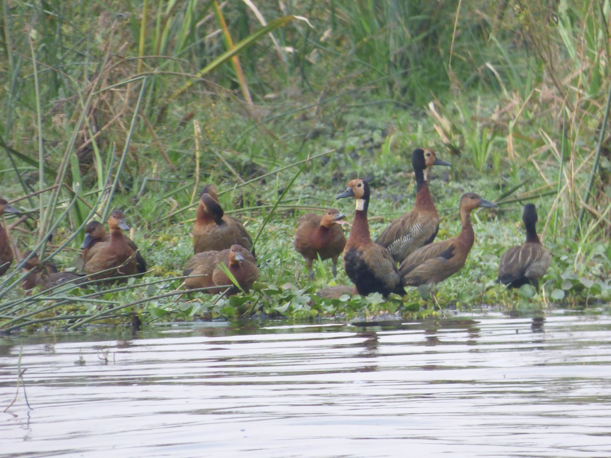 White-faced Whistling-Duck - Mike Tuer