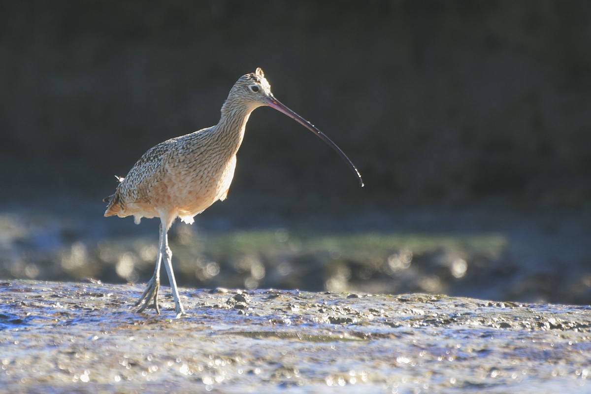 Long-billed Curlew - ML21228641