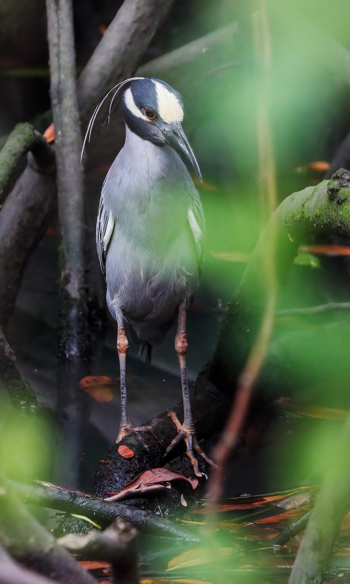 Yellow-crowned Night Heron - Cesar Ponce