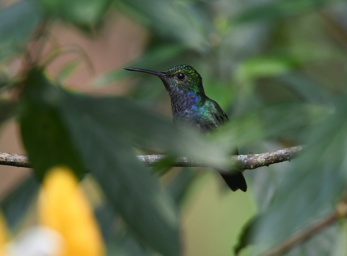 Blue-chested Hummingbird - Joshua Vandermeulen