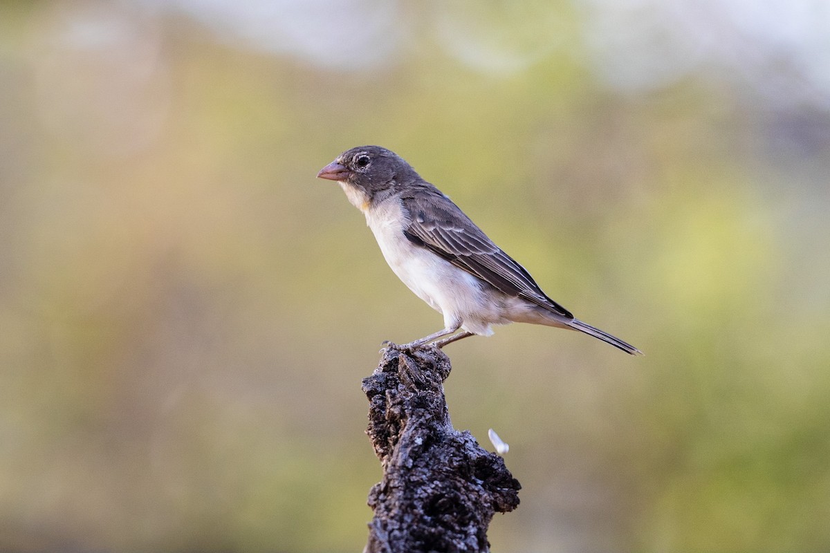 Sahel Bush Sparrow - Stefan Hirsch