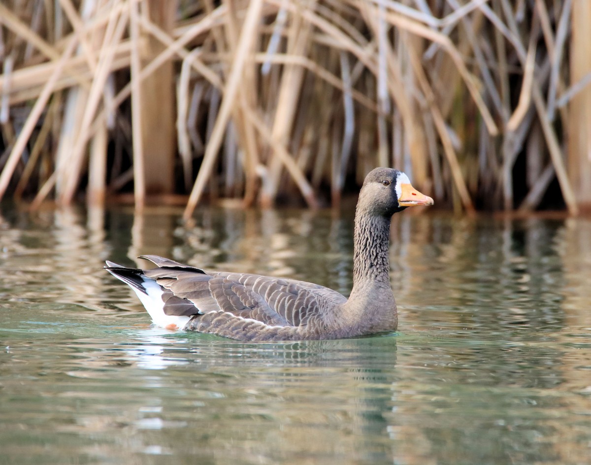 Greater White-fronted Goose - Diana Spangler