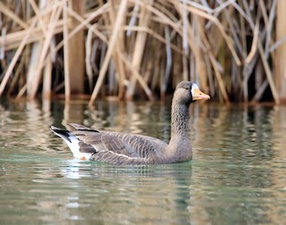 Greater White-fronted Goose, ML212295121