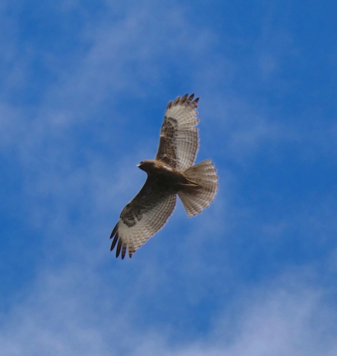 Red-tailed Hawk - ML212296251