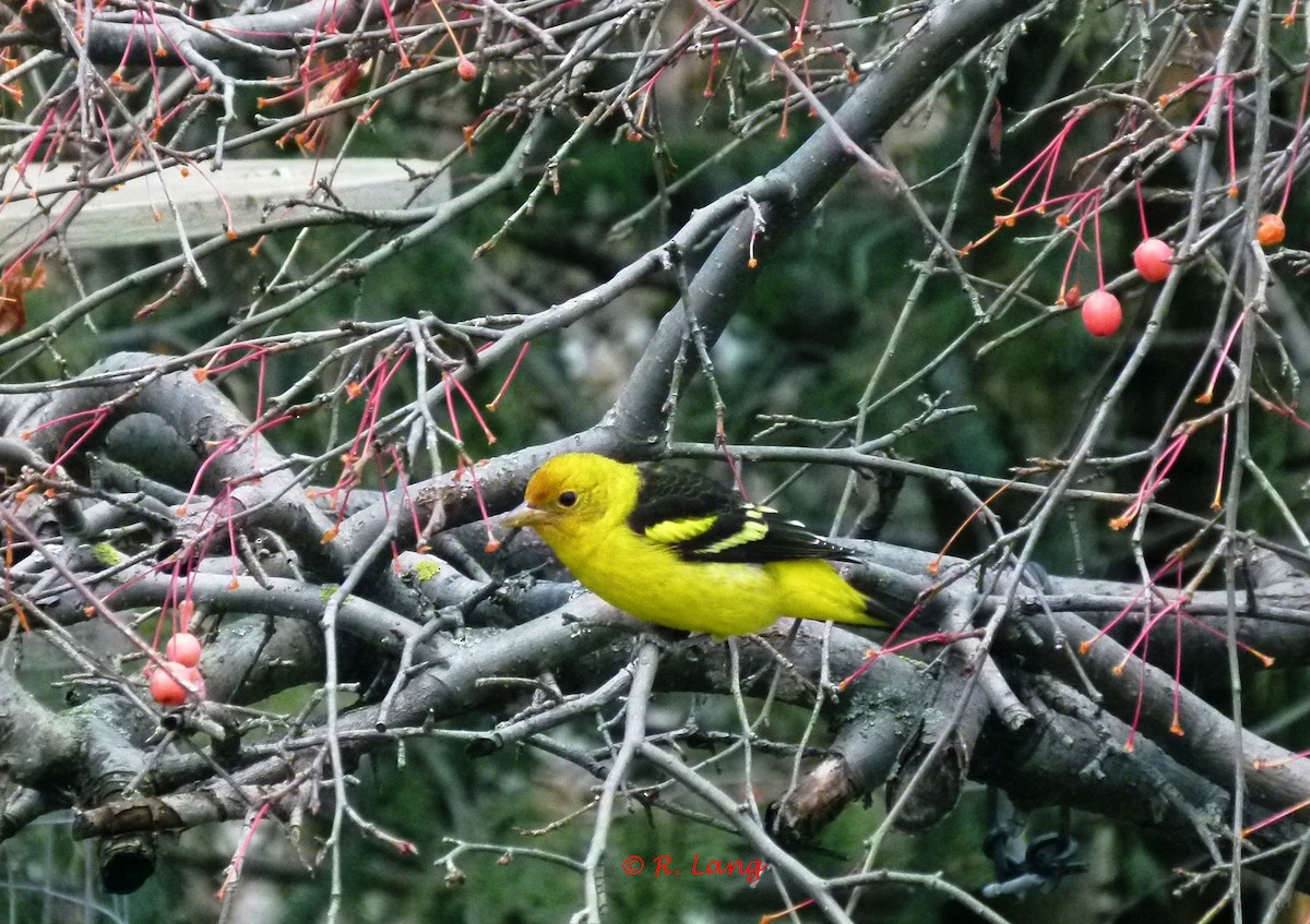 Western Tanager - ML21229671