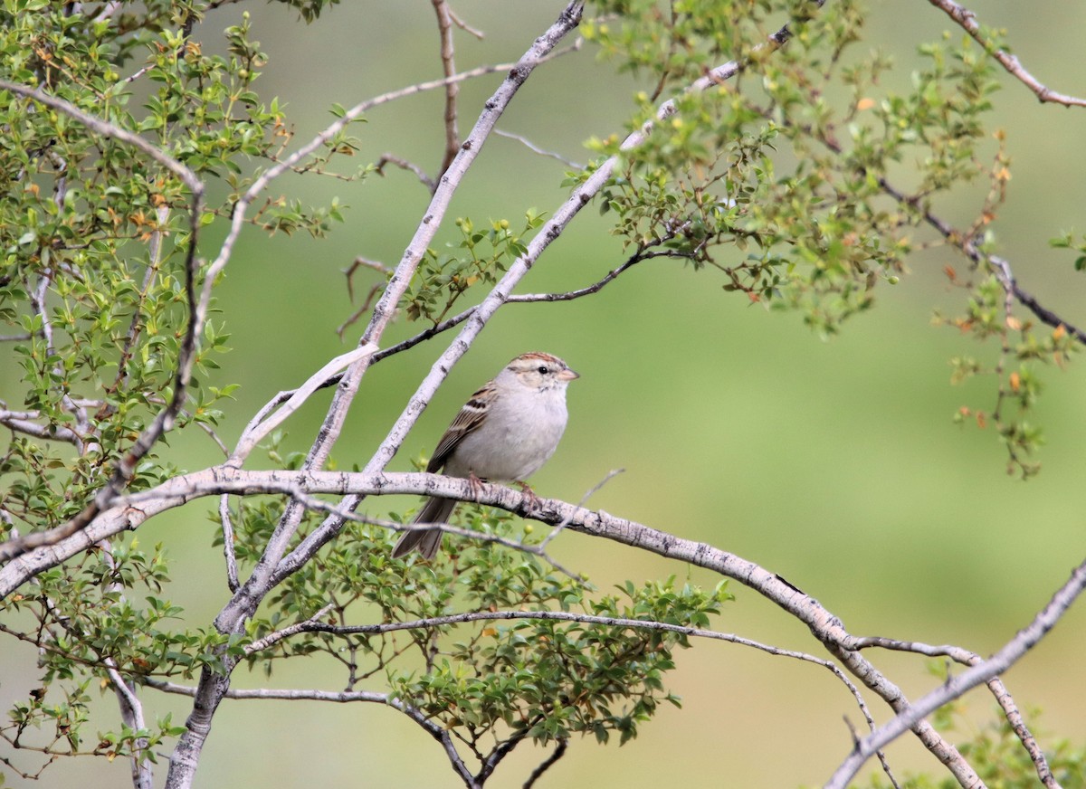 Chipping Sparrow - Diana Spangler