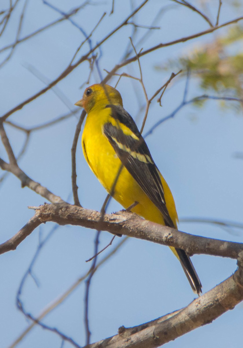 Western Tanager - ismael chavez