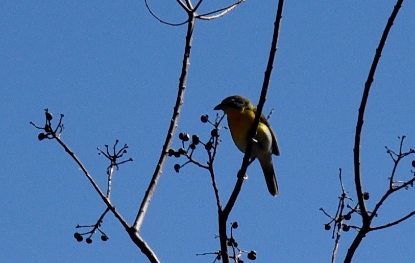 Yellow-breasted Chat - ML212299731