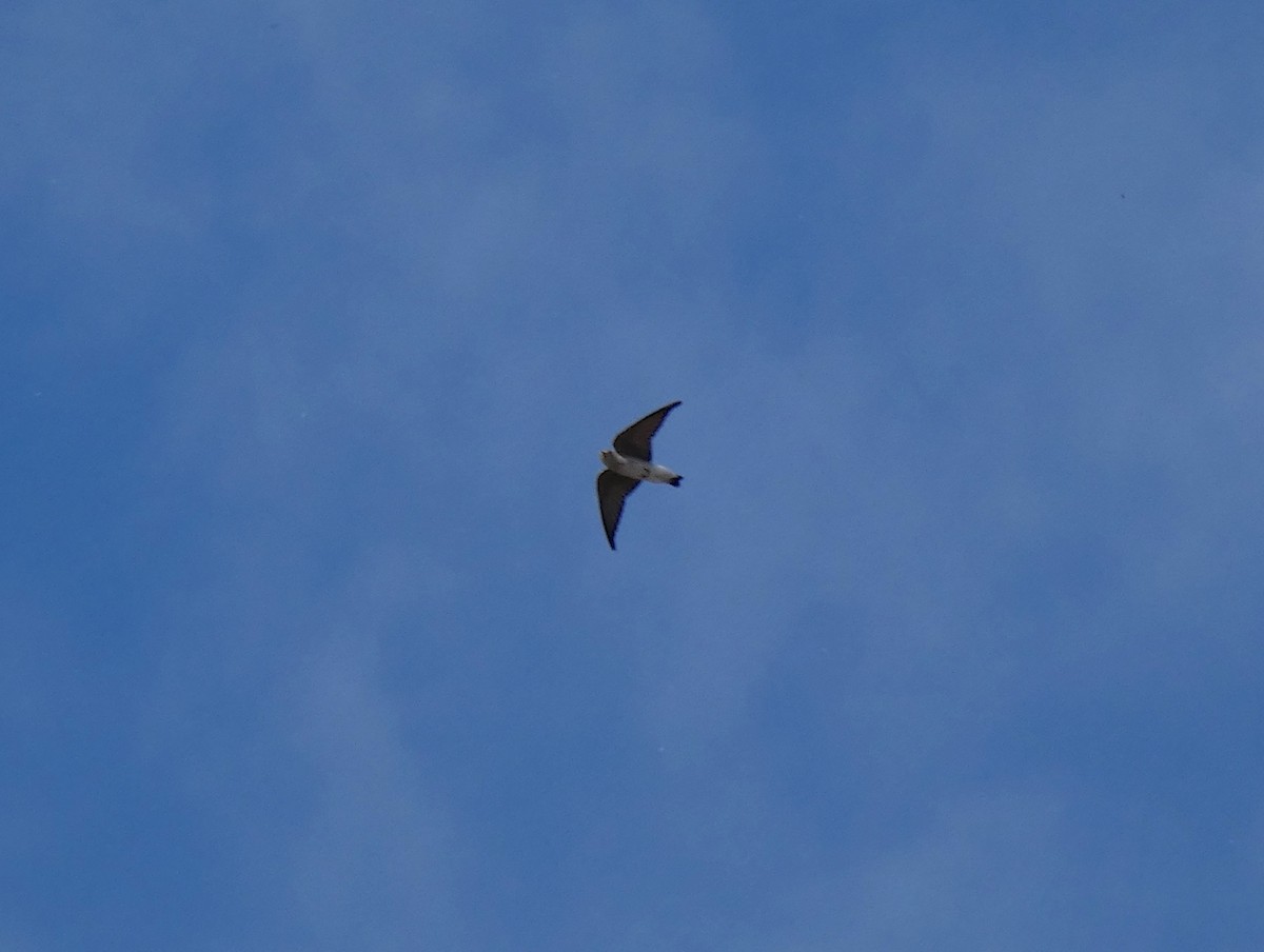 Northern Rough-winged Swallow - ML212300001