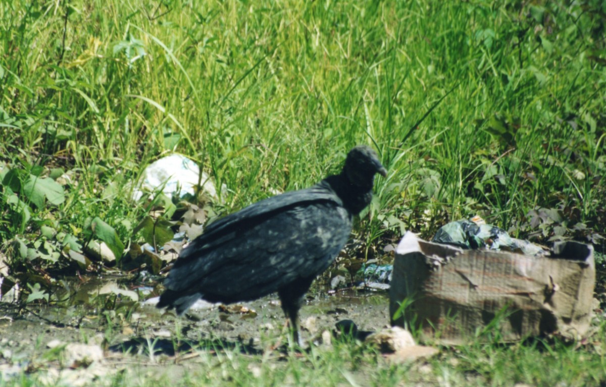 Black Vulture - ML212302291