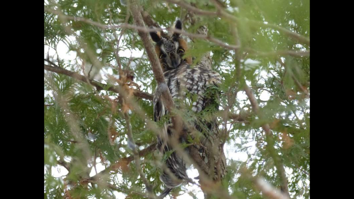 Long-eared Owl - ML212309471